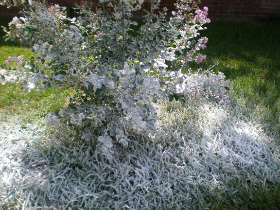 snow fake snow snowcelempty>