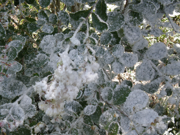 fake snow sprayed snow Leave flocked