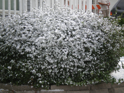 flocked tree